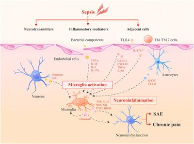 Microglia: A Potential Therapeutic Target for Sepsis-Associated Encephalopathy and Sepsis-Associated Chronic Pain